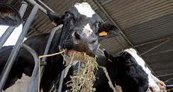 cow