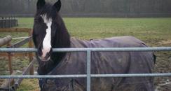 Morris In Field