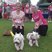 71. Race for Life - Colchester PM