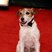 53. Golden Globes 2012: Uggie