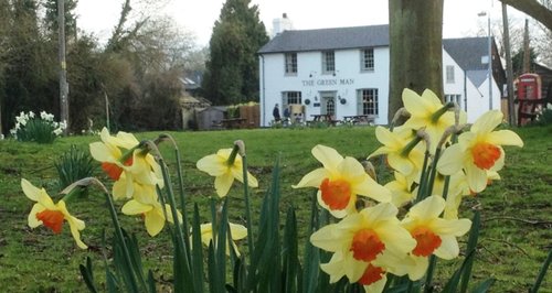thriplow daffs