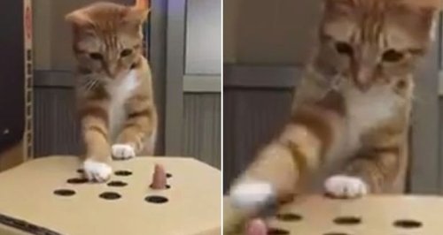 Cat finger video