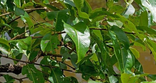 Can You Spot The Frog In The Trees? Nature Is Tota