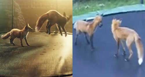 real foxes and real john lewis advert