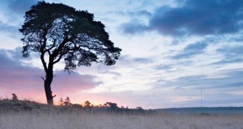 woodland trust