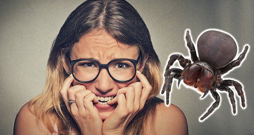 These Are The Aggressive And Poisonous Spiders To